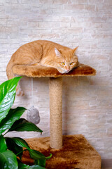 Sad red cat lying on the scratching post. Concept of loneliness of Pets. The care of Pets.