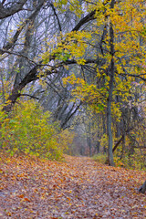 image of autumn park close-up