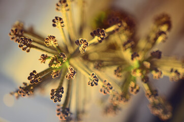close up on a mother of millions succulent plant in a warm tone filter