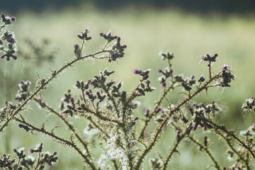 Carduus acanthoides close up, the spiny plumeless thistle or welted thistle, spined plant in misty cold morming colors and sun light. Spiny thistle bush growing on the UK meadow example.