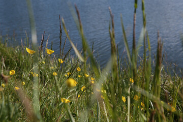 Yellow buttercups and wild grass on the river bank. Blurred background. Blurred background.