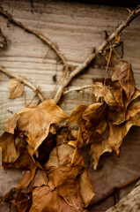 The dead and withered autumn Ivy  leaves ,  all brown and growing around wooden background, change of seasons from autumn to winter