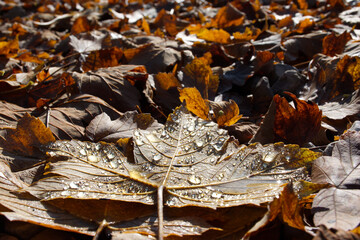 Herbstlaub mit Morgentau. Dieses Ahornblatt wurde in den bayrischen Alpen bei einer Bergtour aufgenommen. Leuchtet in pr&auml;chtigen Farben in der Vormittagssonne und ist noch feucht vom Tau.