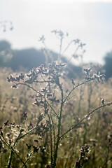 Carduus acanthoides close up, the spiny plumeless thistle or welted thistle, spined plant in misty cold morming colors and sun light. Spiny thistle bush growing on the UK meadow example.