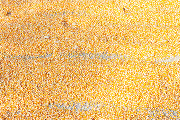 Corn to dry under rays of southern sun.