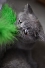 Close up on a British Shorthair Blue Kitten playing with green furry toy