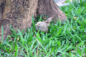 Ceylon Rufous Babbler (Turdoides rufescens) collects food on the lawn. Sri Lanka endemic species,...