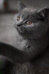 Close up on a British Shorthair Blue Kitten with big copper eyes,