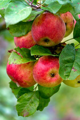 Ripe juicy red apples on the branches of an apple tree in the garden.