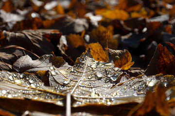 Herbstlaub mit Morgentau. Dieses Ahornblatt wurde in den bayrischen Alpen bei einer Bergtour aufgenommen. Leuchtet in prächtigen Farben in der Vormittagssonne und ist noch feucht vom Tau.