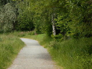 Dirt road surrounded by trees, Gdańsk, Poland