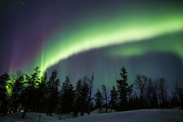 aurora boreal sobre bosque en contraluz - obrazy, fototapety, plakaty
