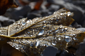 Herbstlaub mit Morgentau. Dieses Ahornblatt wurde in den bayrischen Alpen bei einer Bergtour aufgenommen. Leuchtet in prächtigen Farben in der Vormittagssonne und ist noch feucht vom Tau.