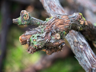 Vineyard abstract detail of a dead plant