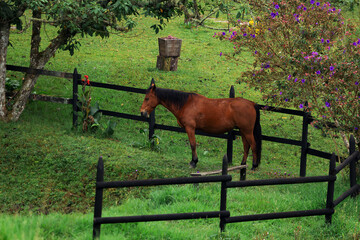 Naklejka premium animales y aves del campo