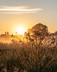 Carduus acanthoides close up, the spiny plumeless thistle or welted thistle, spined plant in misty cold morming and sun light. Spiny thistle bush growing on the UK meadow surrounded by foggy sunrise