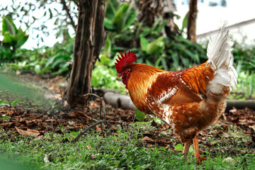 animales y aves del campo