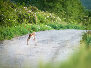 Two hares fighting in spring