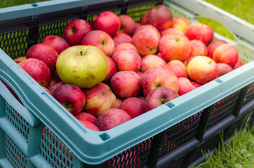 The photo shows collection of fresh apples.