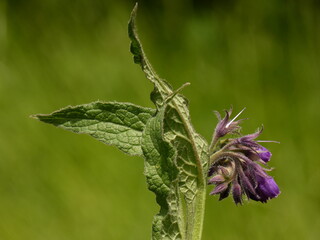 Common comfrey (Symphytum officinale) - close up of hairy broad leaves and purple bell-shaped flowers, Poland