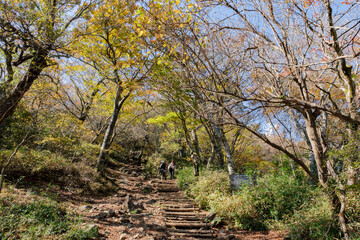 筑波山の登山道、樹林帯、杉の木