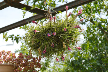 A hanging nest of flowers