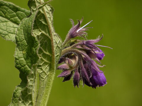 Common comfrey (Symphytum officinale) - close up of hairy broad leaves and purple bell-shaped flowers, Poland
