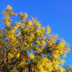 Spring flowers. Acacia dealbata tree with bright yellow flowers against blue sky on sunny spring day. Free space for text