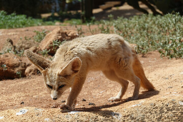 Closeup shot of a sand fox