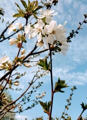 blossom in spring