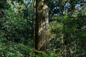 Obraz premium 筑波山の登山道、樹林帯、杉の木