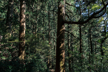筑波山の登山道、樹林帯、杉の木