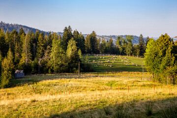Mountain meadow with flock of sheep grazing, pine trees and spruces in polish town of Zakopane, Tatra Mountains, Poland, autumn colors.