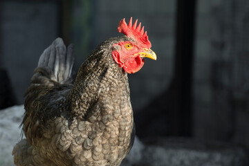 Chicken on the farm close-up. Side view. Simple background. Copy space.