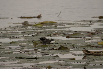 Selective focus shot of aa black moorhen on the beach