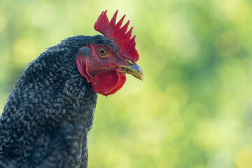 Head of a young rooster close up. Side view. Simple background. Copy space.