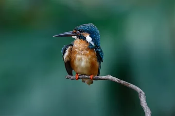 Fotobehang Beautiful bird in nature Common Kingfisher, Alcedo atthis, bird on the branch © Thongtawat