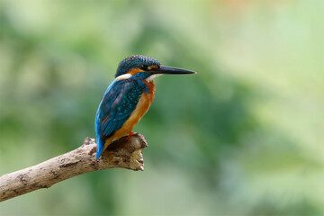 Beautiful bird in nature Common Kingfisher, Alcedo atthis, bird on the branch