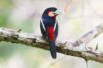 Black and Red Broadbill perching eye level on a tree branch
