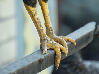 Naklejka premium Leg of rooster with spurs. Bird legs close up.