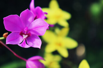 Fototapeta na wymiar Spathoglottis plicata, commonly known as the Philippine ground orchid