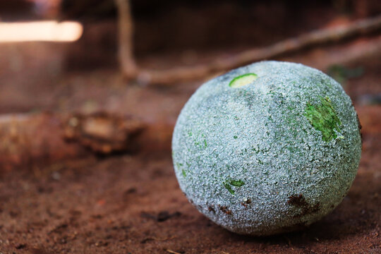 Limonia acidissima ,Common names for the species in English include wood-apple and elephant-apple
