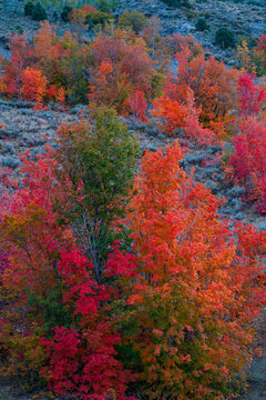 MAPLE - ARCE, Forest in autumn, Eureka, Juab County, Utah, Usa, America © JUAN CARLOS MUNOZ