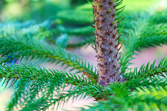 close up picture Abies balsamea