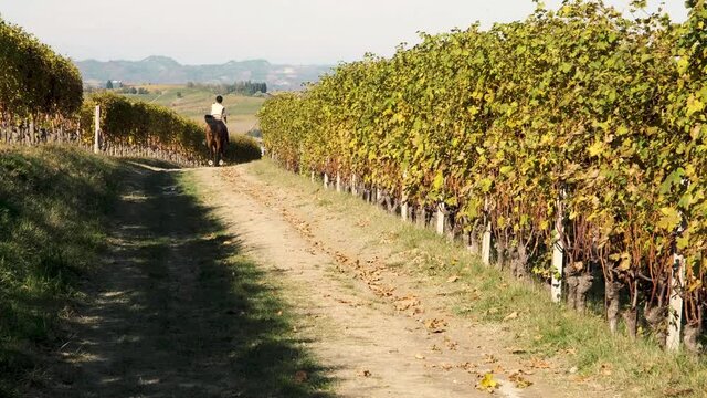 Woman rides a horse on a trail among beautiful vineyards in autumn near Barolo, Langhe e Roero, Piedmont, Italy.