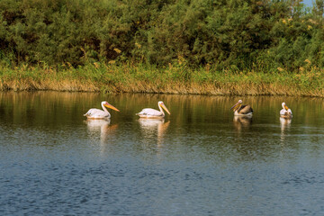 Group of pelicans swims on a lake near Zikhron Ya'akov, Israel. Pelican birds resting on a pond before a long winter flight to Africa. 