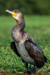 Great Cormorant Phalacrocorax carbo Costa Ballena Cadiz