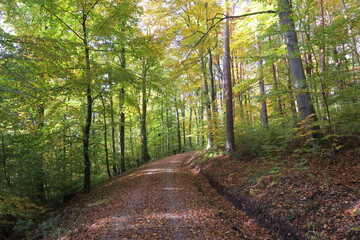 Waldweg im Herbst in Fellbach auf dem Schurwald 