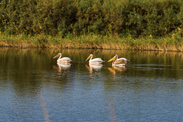Group of pelicans swims on a lake near Zikhron Ya'akov, Israel. Pelican birds resting on a pond before a long winter flight to Africa. 