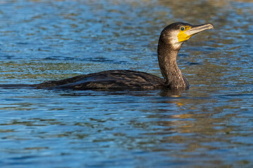 Great Cormorant Phalacrocorax carbo Costa Ballena Cadiz